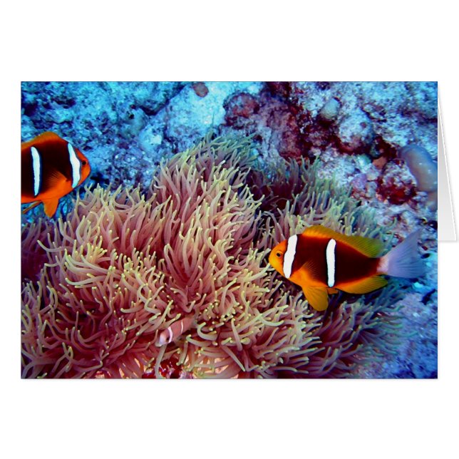 Paar van Clown in Exotic Anemonie (Voorkant Horizontaal)