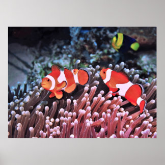 Paar van Clownfish Poster