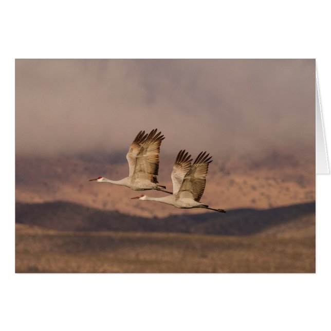 Paar van Cranes in de New Mexico Skies (Voorkant Horizontaal)