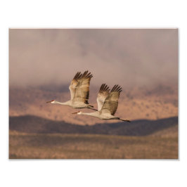 Paar van Cranes in de New Mexico Skies Foto Afdruk