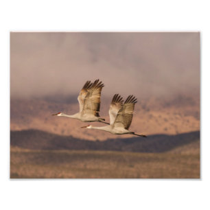Paar van Cranes in de New Mexico Skies Foto Afdruk