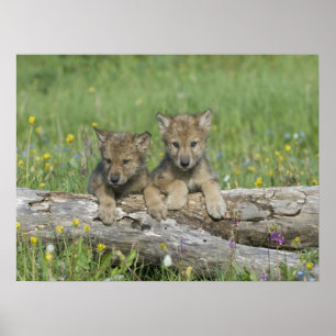 Paar van Cute Wolf Cubs Poster