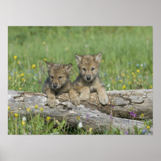 Paar van Cute Wolf Cubs Poster