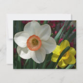 Paar van Daffodils Roze en Gele Lentbloemen (Voorkant)