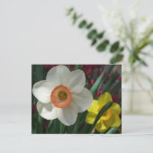 Paar van Daffodils Roze en Gele Lentbloemen (Staand voorkant)