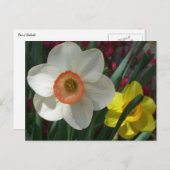 Paar van Daffodils Roze en Gele Lentbloemen Briefkaart (Voorkant / Achterkant)
