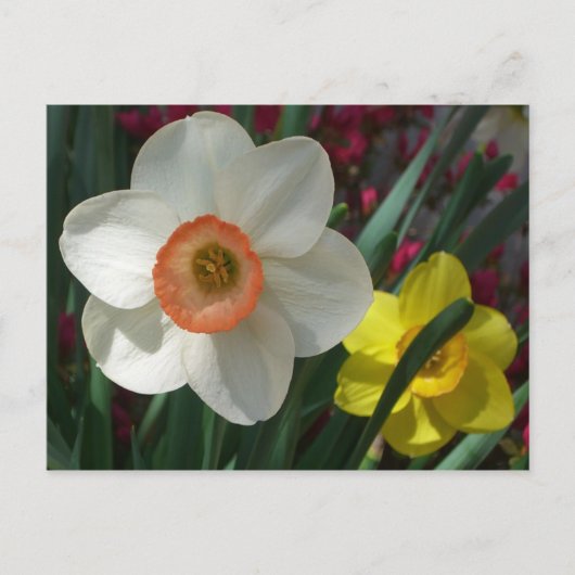 Paar van Daffodils Roze en Gele Lentbloemen Briefkaart (Voorkant)