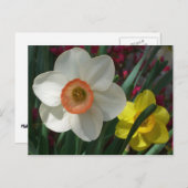 Paar van Daffodils Roze en Gele Lentbloemen Briefkaart (Voorkant / Achterkant)
