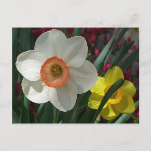 Paar van Daffodils Roze en Gele Lentbloemen Briefkaart (Voorkant)