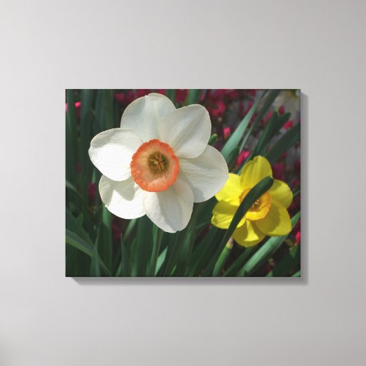 Paar van Daffodils Roze en Gele Lentbloemen Canvas Afdruk (Voorkant)
