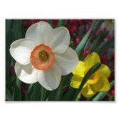 Paar van Daffodils Roze en Gele Lentbloemen Foto Afdruk (Voorkant)