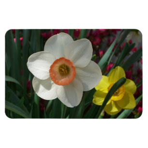 Paar van Daffodils Roze en Gele Lentbloemen Magneet