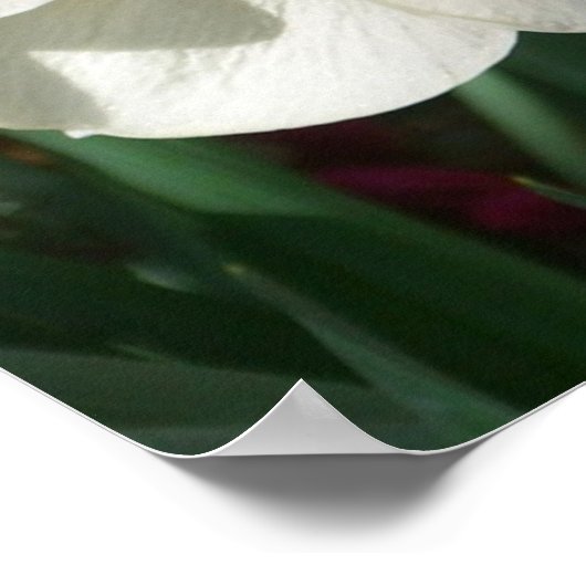 Paar van Daffodils Roze en Gele Lentbloemen Poster (Hoek)