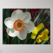 Paar van Daffodils Roze en Gele Lentbloemen Poster (Voorkant)