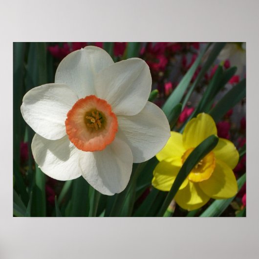 Paar van Daffodils Roze en Gele Lentbloemen Poster (Voorkant)