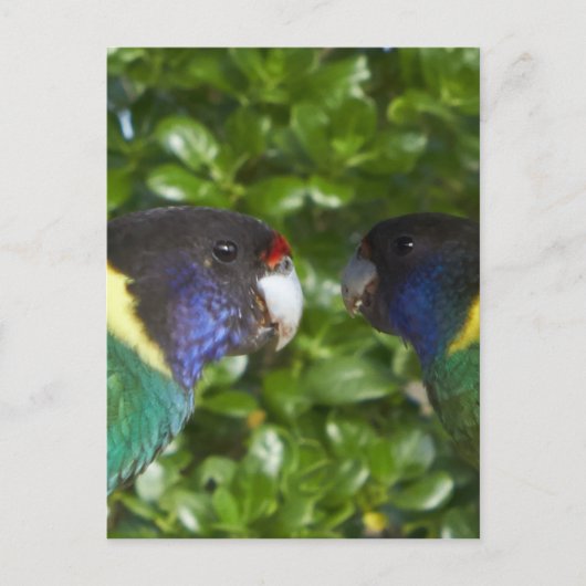 Paar van de 28's van de cocky briefkaart (Voorkant)