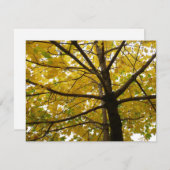 Paar van de Natuur van de herfst van de Gele Maple (Voorkant / Achterkant)