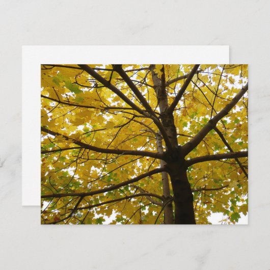 Paar van de Natuur van de herfst van de Gele Maple (Voorkant / Achterkant)