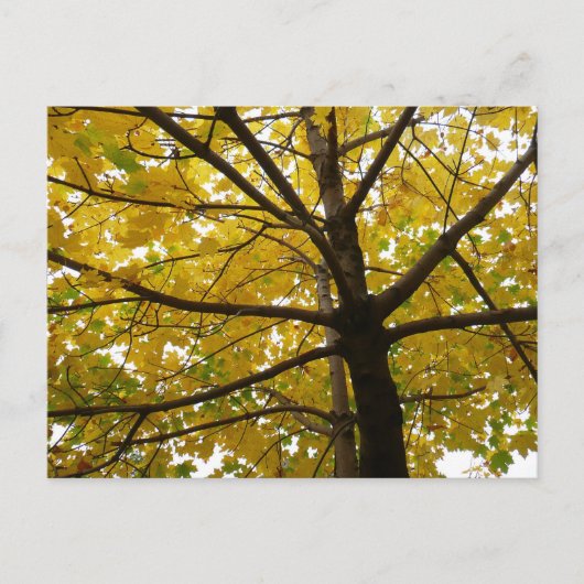 Paar van de Natuur van de herfst van de Gele Maple Briefkaart (Voorkant)