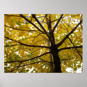 Paar van de Natuur van de herfst van de Gele Maple Poster