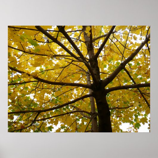 Paar van de Natuur van de herfst van de Gele Maple Poster (Voorkant)