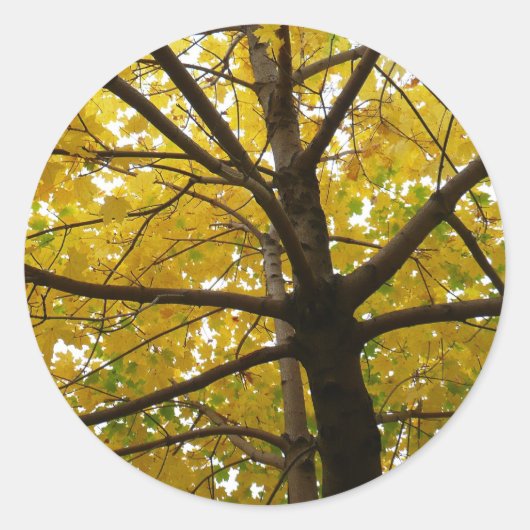 Paar van de Natuur van de herfst van de Gele Maple Ronde Sticker (Voorkant)