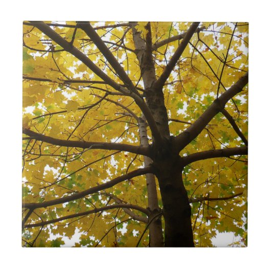 Paar van de Natuur van de herfst van de Gele Maple Tegeltje (Voorkant)