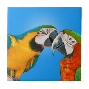 Paar van de Parrots die Tile zoenen Tegeltje