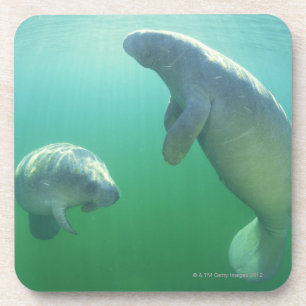 Paar van de vlindermaffiantijnen drankjes onderzetter