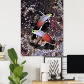 Paar van de vuurstaartvis poster (Thuiskantoor)