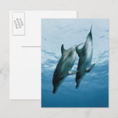 Paar van dolfijnen briefkaart (Voorkant / Achterkant)