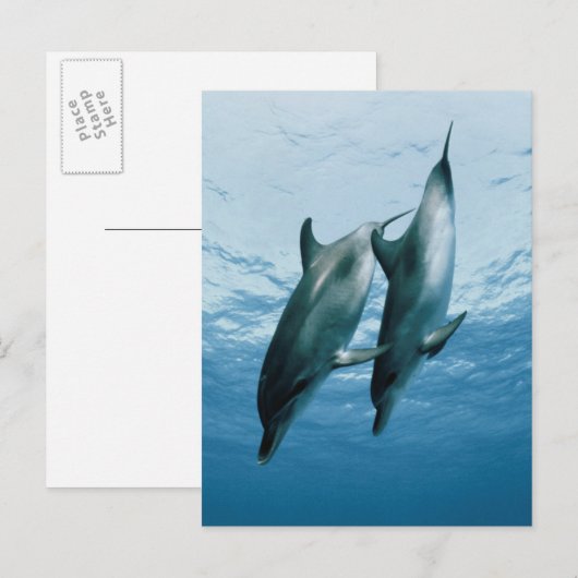 Paar van dolfijnen briefkaart (Voorkant / Achterkant)