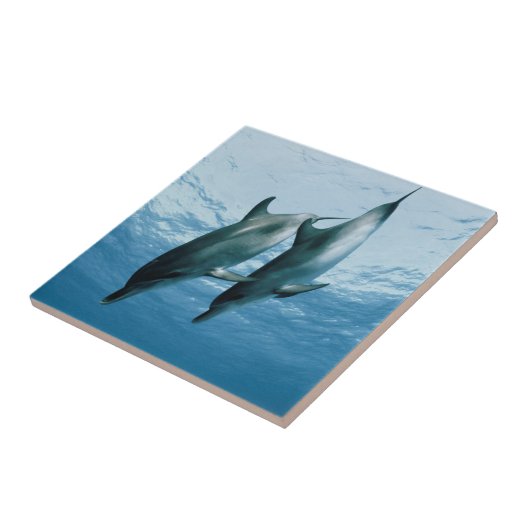 Paar van dolfijnen tegeltje (Zijkant)