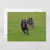 Paar van Duitse herders Briefkaart (Voorkant / Achterkant)