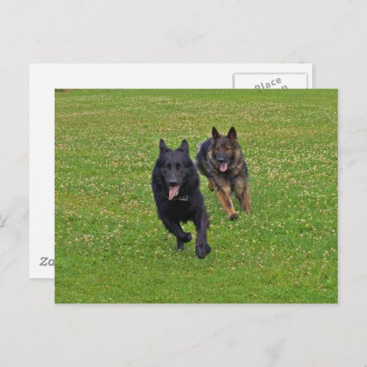 Paar van Duitse herders Briefkaart (Voorkant / Achterkant)