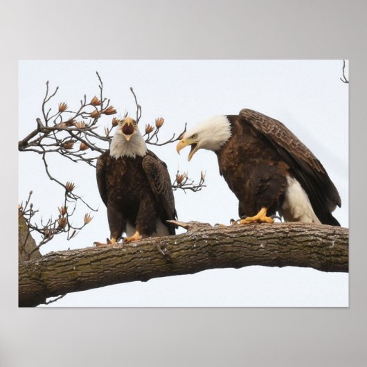 Paar van Eagle van Vocalizing het Kale Poster (Voorkant)