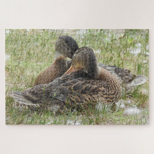 Paar van eenden Canoodling - liefde en affectie Legpuzzel (Horizontaal)