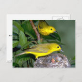 Paar van Gele Warblers met jonge Briefkaart (Voorkant / Achterkant)