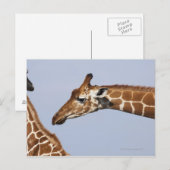 Paar van Giraffes met celstructuur (Giraffa) Briefkaart (Voorkant / Achterkant)