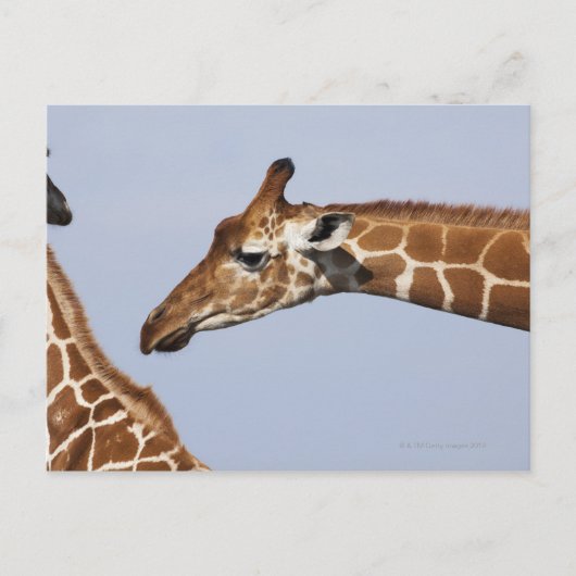 Paar van Giraffes met celstructuur (Giraffa) Briefkaart (Voorkant)