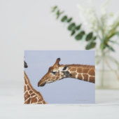 Paar van Giraffes met celstructuur (Giraffa) Briefkaart (Staand voorkant)
