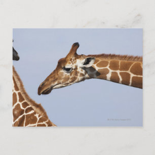 Paar van Giraffes met celstructuur (Giraffa) Briefkaart