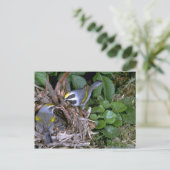 Paar van goudvleugelwingers met nest briefkaart (Staand voorkant)