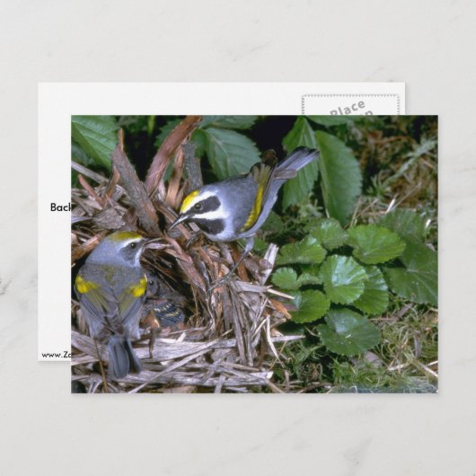 Paar van goudvleugelwingers met nest briefkaart (Voorkant / Achterkant)