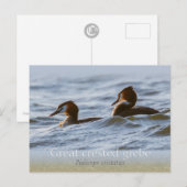 Paar van grote kruiden CC0757 Briefkaart (Voorkant / Achterkant)