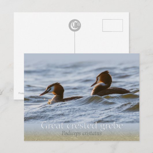 Paar van grote kruiden CC0757 Briefkaart (Voorkant / Achterkant)