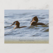 Paar van grote kruiden CC0757 Briefkaart (Voorkant)