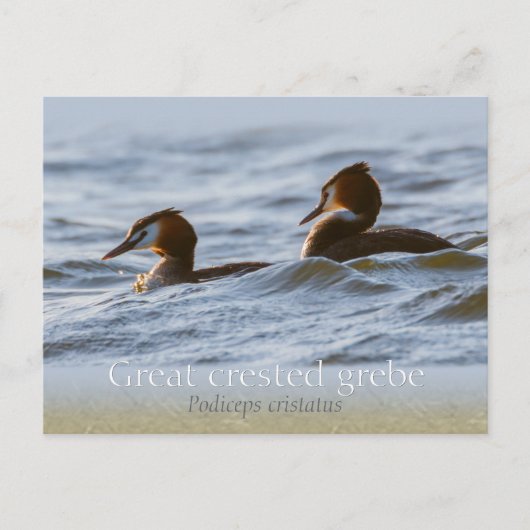 Paar van grote kruiden CC0757 Briefkaart (Voorkant)