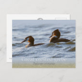 Paar van grote kruiden CC0757 Briefkaart (Voorkant / Achterkant)