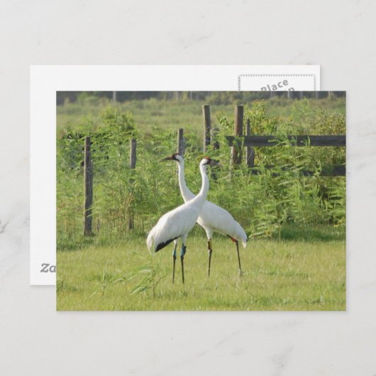 Paar van hele kranen briefkaart (Voorkant / Achterkant)